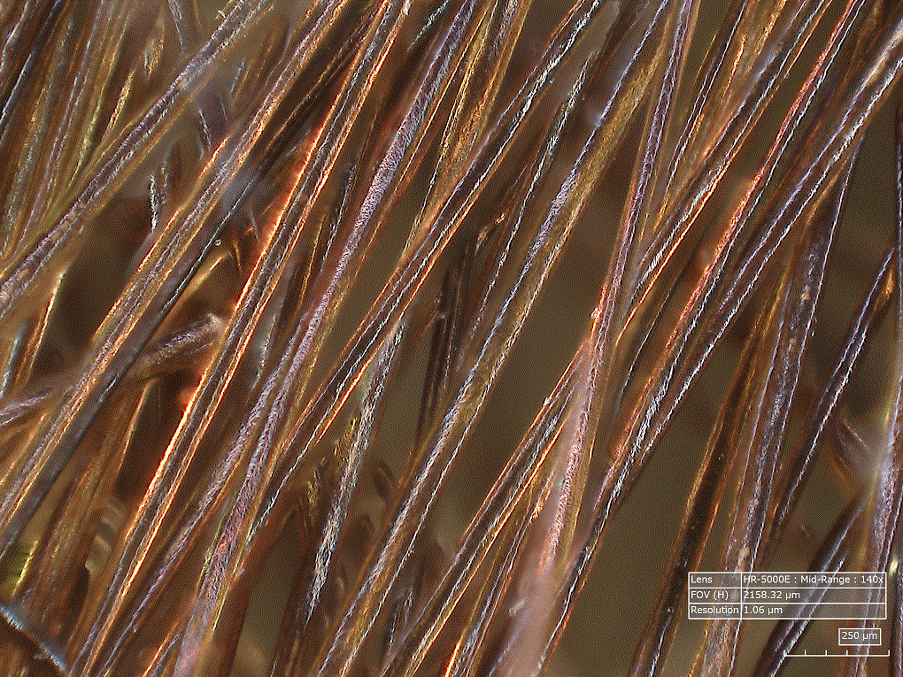 Hair with Hirox lens - 2